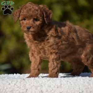 Karson, Miniature Poodle Puppy